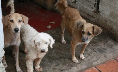 Ubicado junto a la Autopista Internacional, en Villa del Rosario. Mario Caicedo / La Opinión