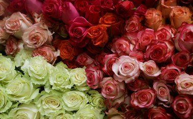 50 millones corresponden a claveles y 15 millones a rosas. Colprensa