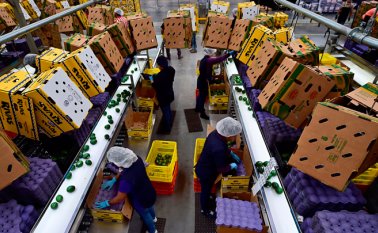 El aguacate necesita 100.000 litros diarios para ser cultivada, hecho que enfrenta a productores y pobladores en Chile. AFP