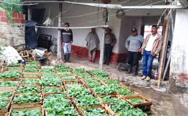 El compromiso hecho con los beneficiarios es que en seis meses las parcelas deben estar produciendo. Cortesía