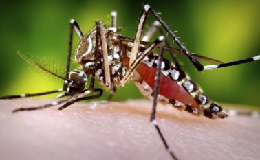 Las autoridades lanzaron la campaña ‘Córtale las alas al dengue’, que busca que todos los colombianos estén alertas ante esta enfermedad y adopten mecanismos de prevención.
 Colprensa