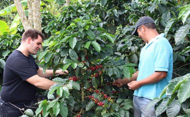 Pese a la merma que provocaría el superávit en la producción, la OIC resaltó que en enero se observó un ligero ascenso en los precios. Archivo