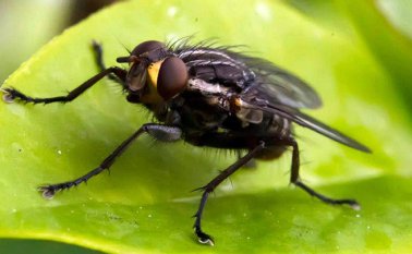 También hay explicaciones patógenas como especies invasoras o el cambio climático. Colprensa