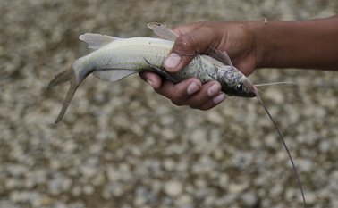 Las intensas lluvias e inundaciones pueden contribuir a la transmisión de patógenos y químicos a los alimentos. Colprensa