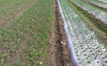 En la provincia se estima que hay 1.800 hectáreas destinadas para el cultivo de cebolla. Entre febrero y mayo se da la primera cosecha del año. Cortesía