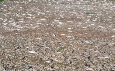 La denuncia la hizo el personero del Pueblo Viejo (Magdalena), Jorge Pérez Fernández, quien indicó que el martes además murió un manatí. Colprensa