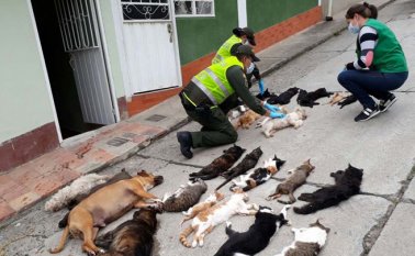 Hace dos años se registró una matanza de gatos y de perros al interior de una vivienda en el barrio La Quinta de Pamplonita. Archivo