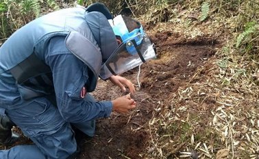 Algunas están sembradas muy cerca de las escuelas. Cortesía