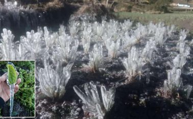 Los cultivos de fresa y de papa son los más afectados por las heladas que se están registrando en el municipio de Silos, en la Provincia de Pamplona.
Cortesía