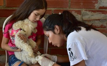 El proyecto busca beneficios para los animales de compañía y para los que están abandonados. Archivo