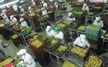 La uchuva, el aguacate Hass y Lorena, el limón Tahití y Pajarito, la maracuyá, la gulupa y el mango conforman las líneas de producción del departamento. Archivo