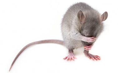 Un equipo de científicos de la Universidad Médica de Nanjing. Pixabay / Referencial