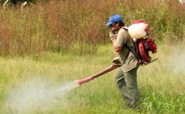 El glifosato también es usado para la erradicación de cultivos ilicitos. Colprensa