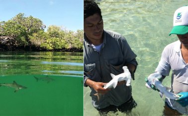 El tiburón martillo se encuentra en su Lista Roja en la categoría de especies "En Peligro" debido a su lento crecimiento y su baja capacidad reproductiva. Parque Galápagos