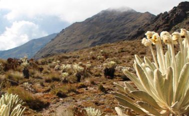 En la Mesa esperan la presencia del Ministerio de Ambiente y Desarrollo Sostenible. Archivo