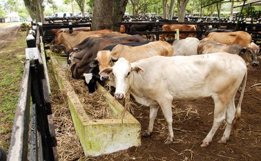 43.698 fincas están autorizadas por el ICA. Colprensa