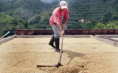 La mayoría de caficultores recogerán sus primeras cosechas del año en abril y se han mostrado preocupados porque el precio de la carga no es rentable. Archivo