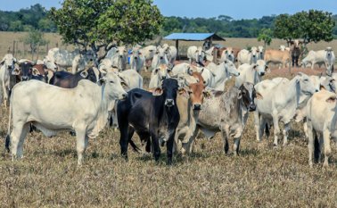 En el 2016 solo se autorizaron 38 predios en Norte de Santander, porque la norma entró en vigencia al final de ese año y solo se pueden expedir certificados para los predios que son visitados por los funcionarios del ICA. Archivo