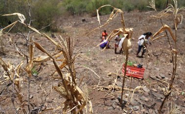 Varias comunidades del oriente, sur, centro y occidente del país centroamericano están siendo afectadas por la falta de lluvias. Internet