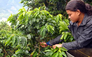 De acuerdo con cruce de información entre la ANT y la Federación Nacional de Cafeteros. Archivo / La Opinión