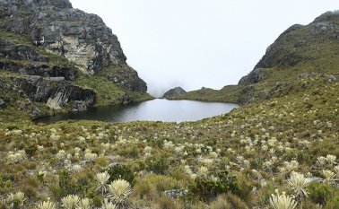 Sentencia T-361 de 2017. Colprensa