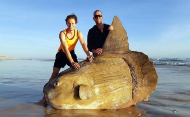 Este tipo de pez se distingue por su gran tamaño y por su característico cuerpo aplastado lateralmente. AFP