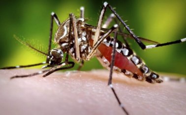 El Instituto Nacional de Salud hizo seguimiento especial a lactantes expuestos al virus con y sin síndrome congénito en las ciudades de Cali, Barranquilla, Cúcuta y Neiva. Colprensa