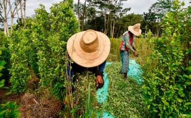 En Colombia casi millón y medio de personas (3% de la población) viven en zonas con cultivos ilegales, que alcanzaron el récord de 171.000 hectáreas a nivel nacional. Un tercio de esos colombianos, representado en 130.000 familias, acordó dejar la siembra. AFP