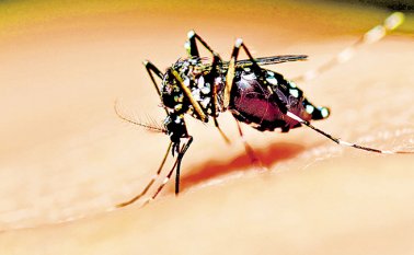 Según un estudio publicado este jueves en la revista especializada Plos Neglected Tropical Diseases. Colprensa