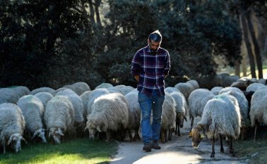 La mayoría de las ovejas pertenecen a una variedad autóctona en peligro de extinción, la Rubia del Molar, distinguidas por su pelaje blanco y el marrón pálido de piernas y rostro. AFP