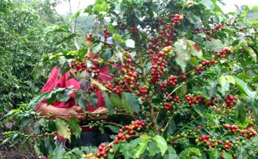 Los mejores cafés del concurso, incluidos los ganadores, serán subastados por primera vez en el exterior el próximo sábado 13 de abril.  Archivo