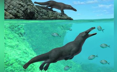 Un grupo de investigadores ha encontrado restos de una ballena con cuatro patas con una forma similar a una nutria, que datan de 42,6 millones de años. Revista especializada Current Biology