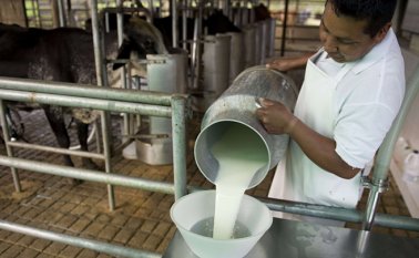 Mediante el cruce entre las razas Holstein y Cebú se buscará mejorar en Norte de Santander la genética de las vacas lecheras, para lo cual le fueron aprobados los recursos necesarios. Archivo