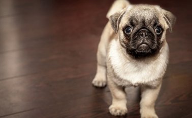 Foto referencial. Internet