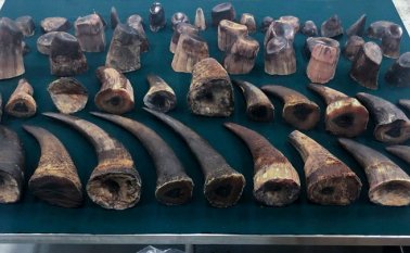 En China y algunos países de Asia se cree que el cuerno de rinoceronte tiene propiedades medicinales o afrodisíacas. EFE