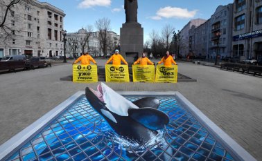 Más de 1,4 millones de personas, entre ellos el actor Leonardo DiCaprio, firmaron una petición en el sitio change.org para pedir la liberación en mar abierto de estas 11 orcas y 93 belugas. EFE