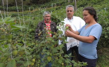 Asofrutas, una asociación de productores de Cácota, aumentó sus plantaciones este año y en agosto obtendrán sus primeras cosechas. Archivo