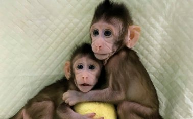 Los científicos no constataron que el cerebro de esos monos creciera más que los de sus congéneres de un grupo de control. Internet