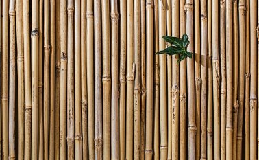De hasta 20 metros de altura, esta caña de nudos macizos y típica de suelos húmedos ha renacido como material de construcción en los planes del Gobierno de Manabí. Pixabay / Referencial