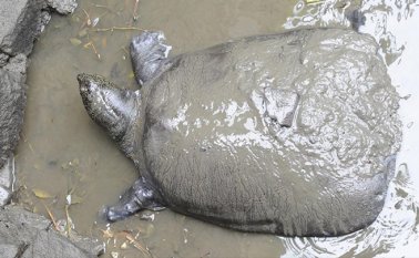 Tortuga del Yangtsé en el barro en su recinto en el zoo de Suzhou en China. EFE