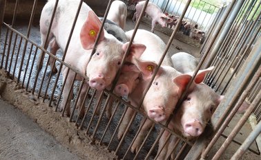 Según el Ministerio de Agricultura de ese país anunció que estiman que los precios de la carne de cerdo subirán más del 70 % durante la segunda mitad de 2019. Archivo / La Opinión