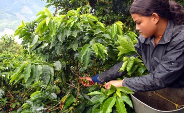 Los caficultores tendrán que cumplir con ciertas normativas para ser partícipes del plan. Archivo
