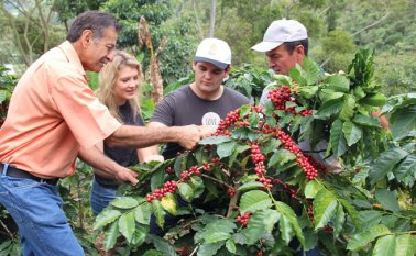 El grano que ingresa al país, de manera ilegal, es vendido en el exterior como si fuera un producto colombiano. El ICA estableció medidas fitosanitarias para combatir el contrabando. Archivo