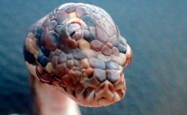 La serpiente, de la especie de las pitones de alfombra, medía 40 centímetros y tenía unos tres meses de vida cuando fue hallada. Murió al cabo de un mes de cautiverio. AFP