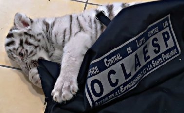 El cachorro de tigre blanco, ahora bautizado Hermes, fue llevado al zoológico de Barben, en el sureste de Francia. AFP