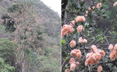En época de floración el árbol atrae a insectos y les proporciona alimento. Roberto Ospino / La Opinión