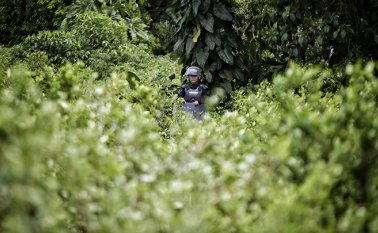 Siguen apareciendo conceptos que le dan más fuerza a la teoría que afirma el daño que puede causar este herbicida más allá de matar una hoja de coca. Colprensa