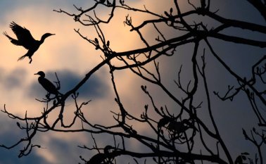 Según el cardenal, anualmente 70.000 hectáreas se pierden en el Amazonas peruano por agricultura y 40.000 más se deforestan por actividades ganaderas. AFP