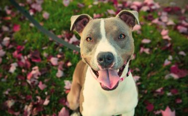 Internet referencial