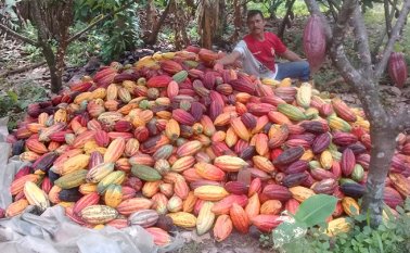 Cuentan con aproximadamente 100 hectáreas cultivadas. La Opinión